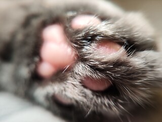 Cat paw close up