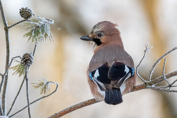 Jay in a frosty pine forest on a branch with frost