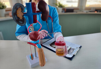 Doctor uses anatomical model to explain male urinary system