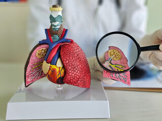 Detailed examination of a respiratory model lung by a healthcare