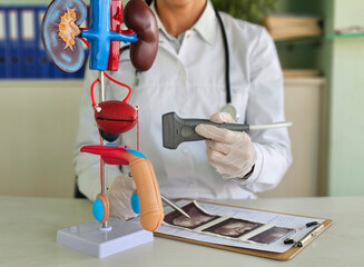 Ultrasound of male genital organs and doctor examines result.