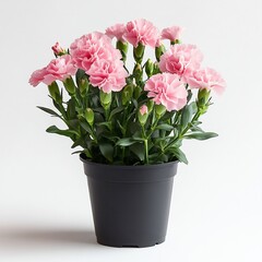 Potted carnation plant a white background pink blossoms green leaves clean and fresh