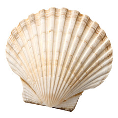 Close-up of a beautiful scallop shell against a transparent background
