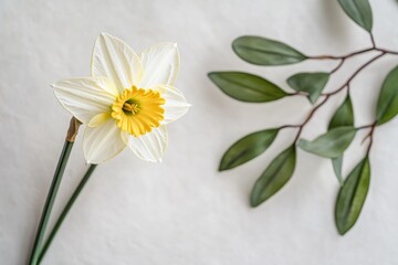 Obraz premium A single white daffodil sits next to a green leaf, symbolizing new beginnings and hope