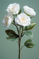 Fototapeta premium Fresh white roses arranged on a stem, ideal for decorations and arrangements