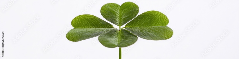 Poster a rare and lucky four leaf clover is displayed on a clean white surface, great for use in designs ab
