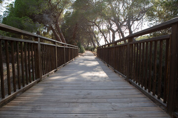 Lonely path in a nature park among big trees