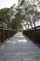 Lonely path in a nature park among big trees