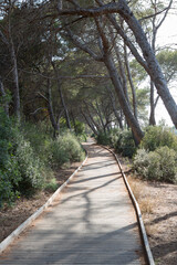 Obraz premium Lonely path in a nature park among big trees