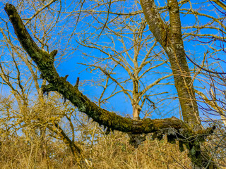 Fototapeta premium Kranker und beschädigter Baum im Winter