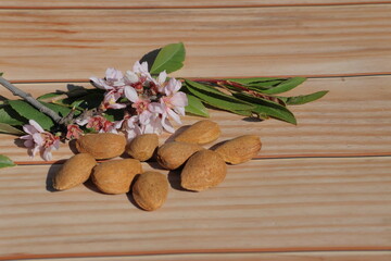 almendras ramas almendo flor ecologia natural
