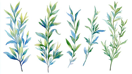 Obraz premium Watercolor set of green rosemary sprigs isolated on white background.