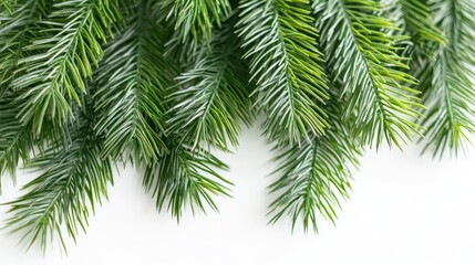 A close-up view of a pine tree branch with needles and buds, perfect for nature or outdoor themed projects