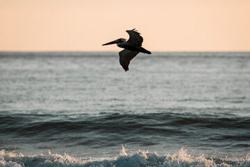 pelican birds hovering above the ocean pretty sunset golden hour avian costa rica