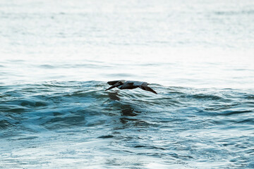 pelican birds hovering above the ocean pretty sunset golden hour avian costa rica
