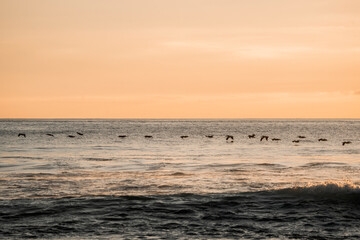Fototapeta premium sunset on the sea pelicans