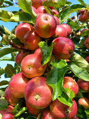apples on tree