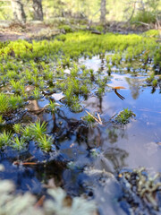 water in the forest