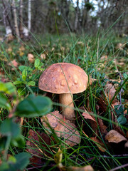 mushroom in the forest