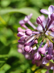 close up of a purple flower