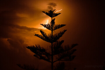 Lightning tree  © leo