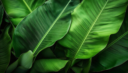 banana leaf plant green backgrounds