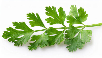 inexperienced coriandrum sativum leaves isolated on white history