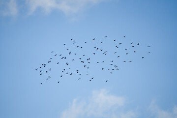 a large flock of winter starlings (Sturnus vulgaris) 