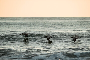 Fototapeta premium pelican birds hovering above the ocean pretty sunset golden hour avian costa rica