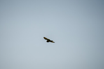 a wild Tawny Owl (Strix aluco) in flight