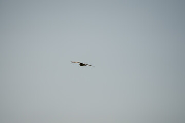 a wild Tawny Owl (Strix aluco) in flight