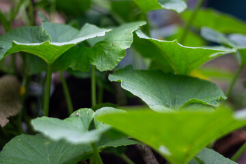 Close up of a green leaf of a melon plant.