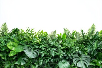 Fototapeta premium Lush green foliage wall, isolated on white background