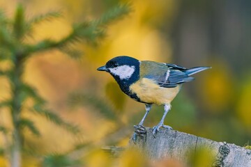 A great tit sits on a tree stump in autumn.   Parus major. A colorful titmouse in the nature habitat. 