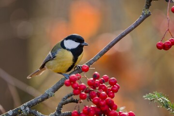 A great tit sits  on a branch with red rowan berriers.   Parus major. A colorful titmouse in the nature habitat. 