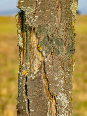 Kranker und beschädigter Baum im Winter