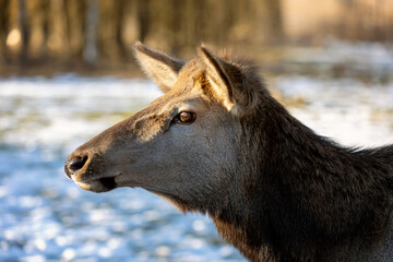portret mature female deer Wapiti (Cervus canadensis)