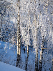 Sunny winter frosty natural landscape with birch trees. Birch branches are covered with frost.