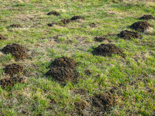 Wühlmäuse Haufen auf einer Wiese