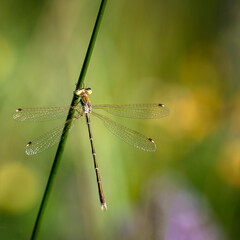Demoiselle © Veronique