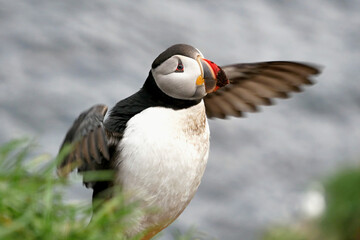 Puffin a beautiful northern bird nicknamed the clown