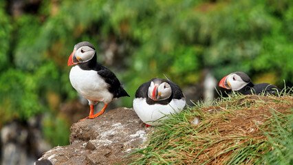 Puffin beautiful northern bird in Iceland