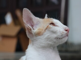 orange and white stray kittens playing in the green and relaxing