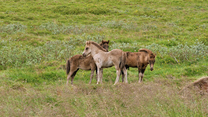Wild horses in the landscape of Iceland