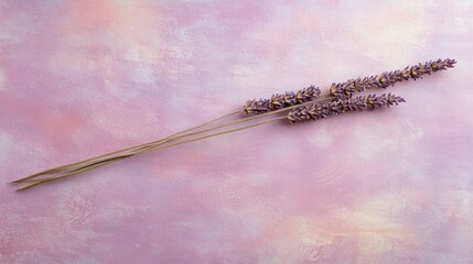 Dried lavender sprigs on a pink and white background