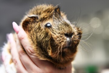 little guinea pig