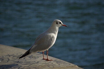 Mouette au bord du quai de la Seine