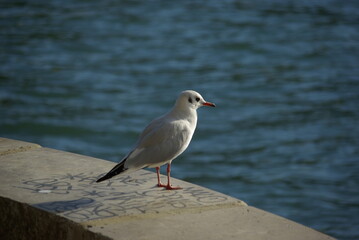 Mouette sur le quai