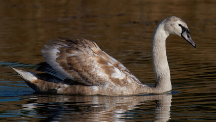 Cygne tuberculé blanc juvenile