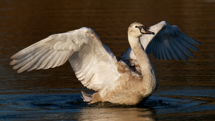 Cygne tuberculé blanc juvenile